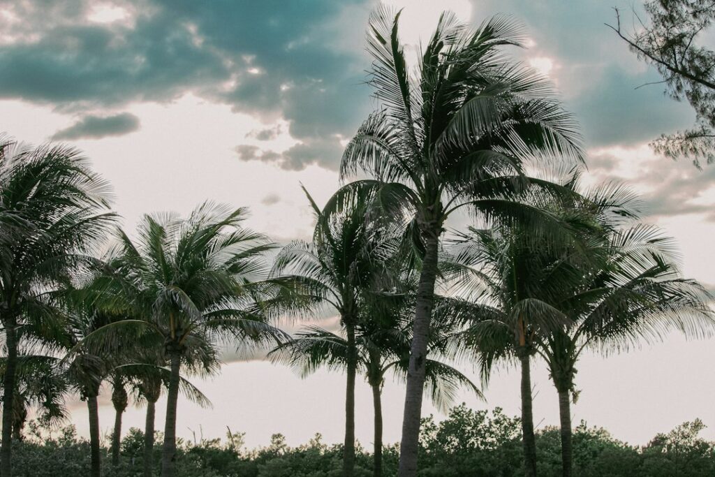 Palm trees beneath storm clouds representing GTA 6 animals and weather coverage